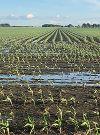 IMG_wet-corn-field-1_200x271.png