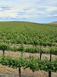 Photo - Vineyard